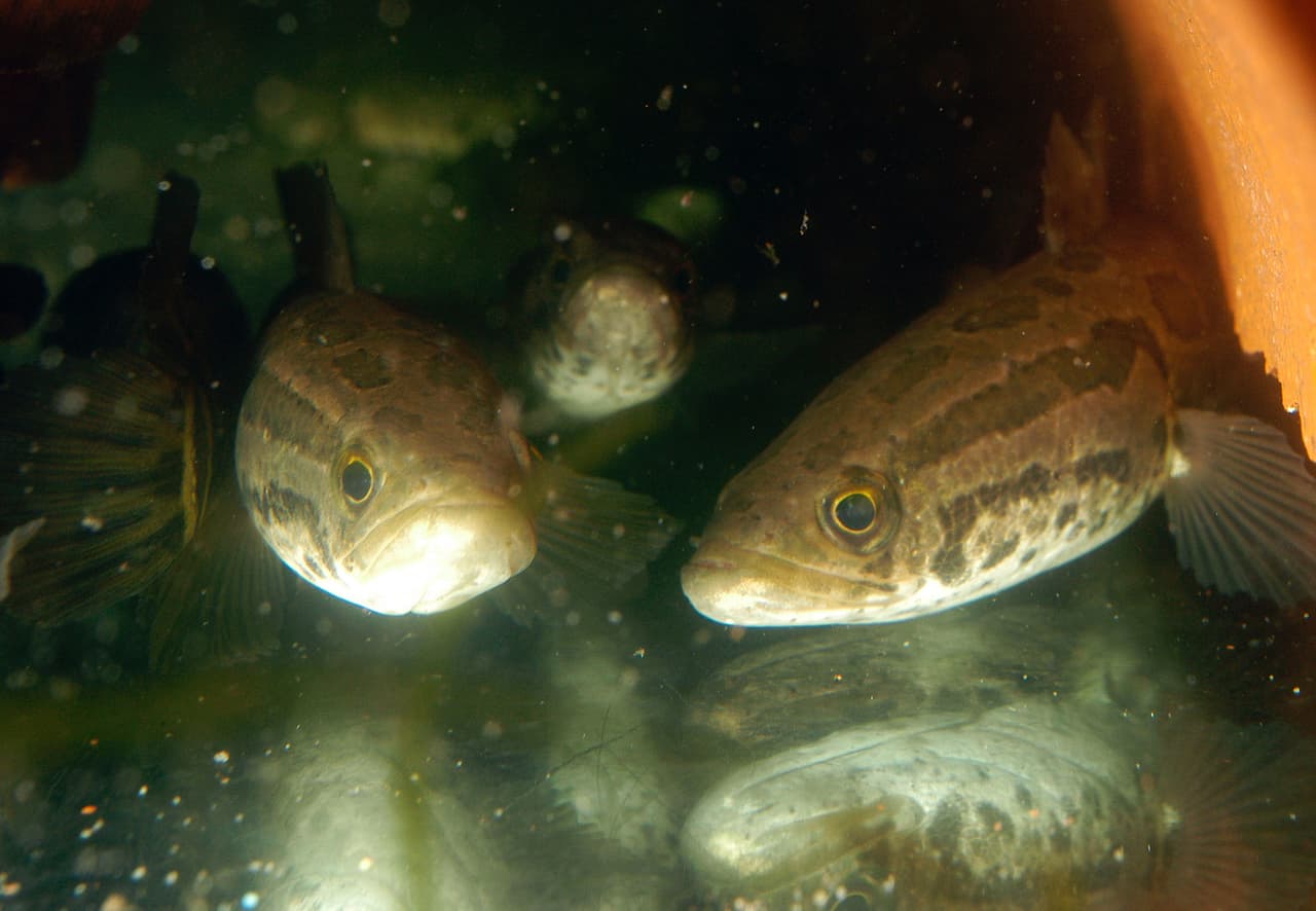 En el caso del cabeza de serpiente, "tiene el potencial de impactar las especies nativas en las áreas donde fue introducido, al competir por comida y hábitat", indicó GADNR.