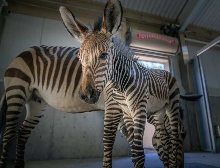 La cebra de montaña Hartmann nació el pasado 23 de julio y pesó 87 libras. Es la segunda cebra que nace en cautiverio en Hogle Zoo en Salt Lake City, Utah.