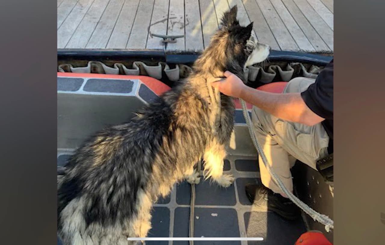 Husky Siberiano es rescatado del agua en Nueva Jersey después de nadar 1.5 millas