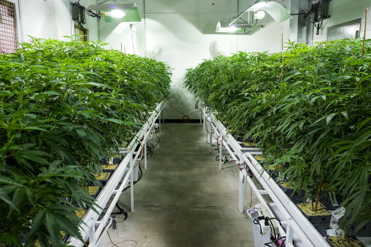 JOHNSTOWN, NY - AUGUST 19: Cannabis plants grow in the 'vegetation room' at Vireo Health's medical marijuana cultivation facility, August 19, 2016 in Johnstown, New York. New York state lawmakers voted to legalize marijuana for medical use in 2014 and the law took effect in January 2016. Currently, five organizations are allowed to grow and sell the drug for medical use in the state. New York's new law only allows people with 'severe debilitating or life threatening conditions' to obtain marijuana for medical use. (Photo by Drew Angerer/Getty Images)