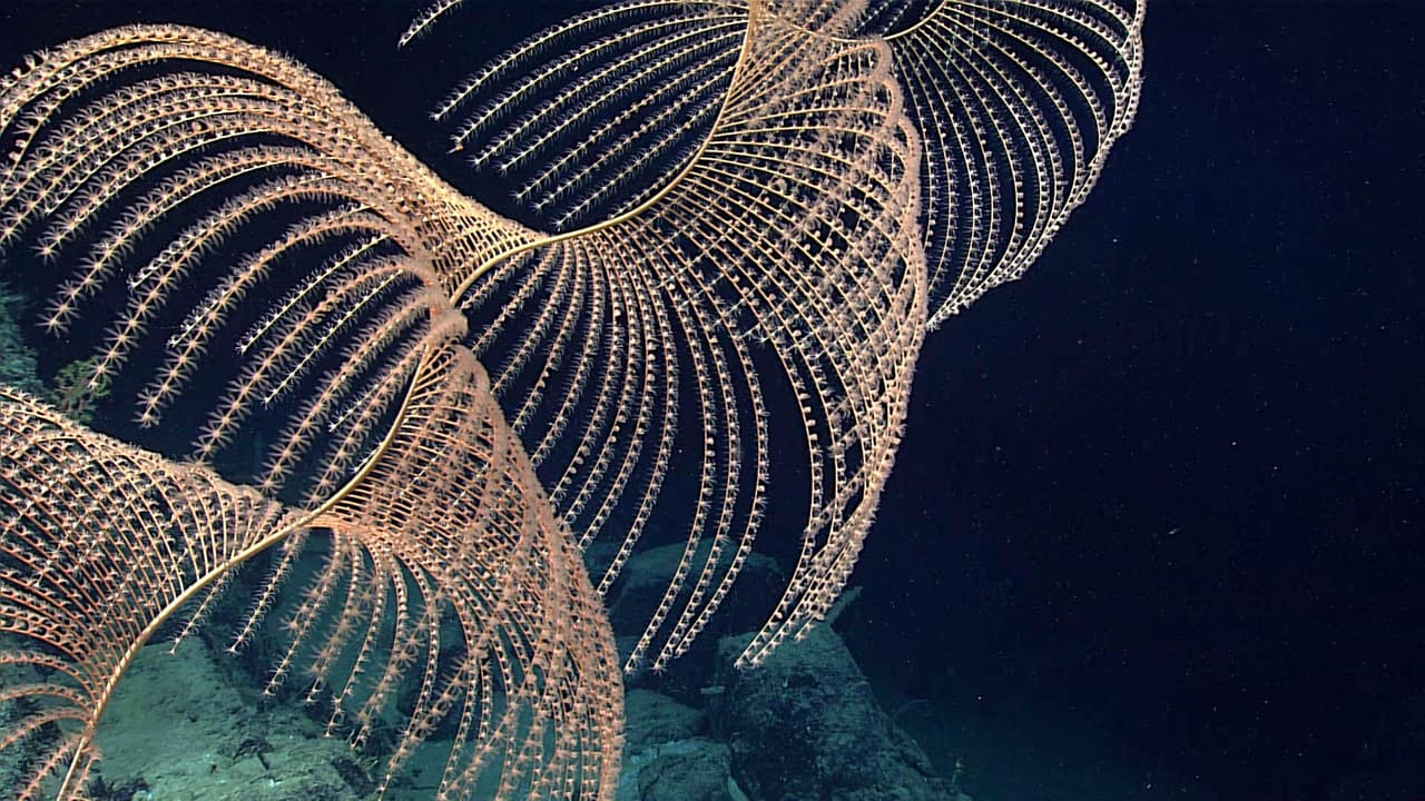 Científicos pasaron tres semanas explorando el Golfo de México con el fin de encontrar comunidades de corales profundos y esponjas, hábitats de peces de fondo, cañones submarinos, naufragios y una gran variedad de ecosistemas en el fondo marino.