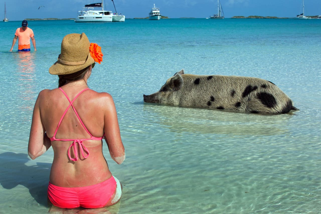 ¡Pero hay unos puerquitos muy suertudos en una isla!