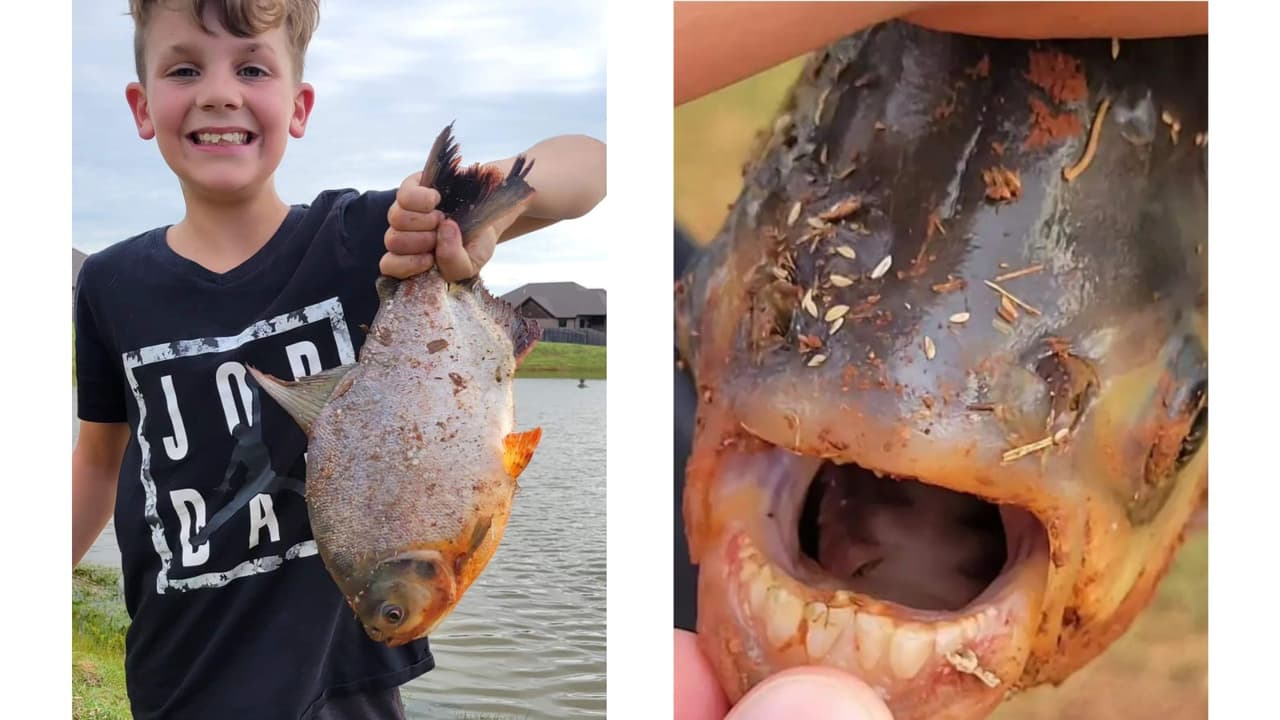 Las fotos del pez con dientes se viralizaron