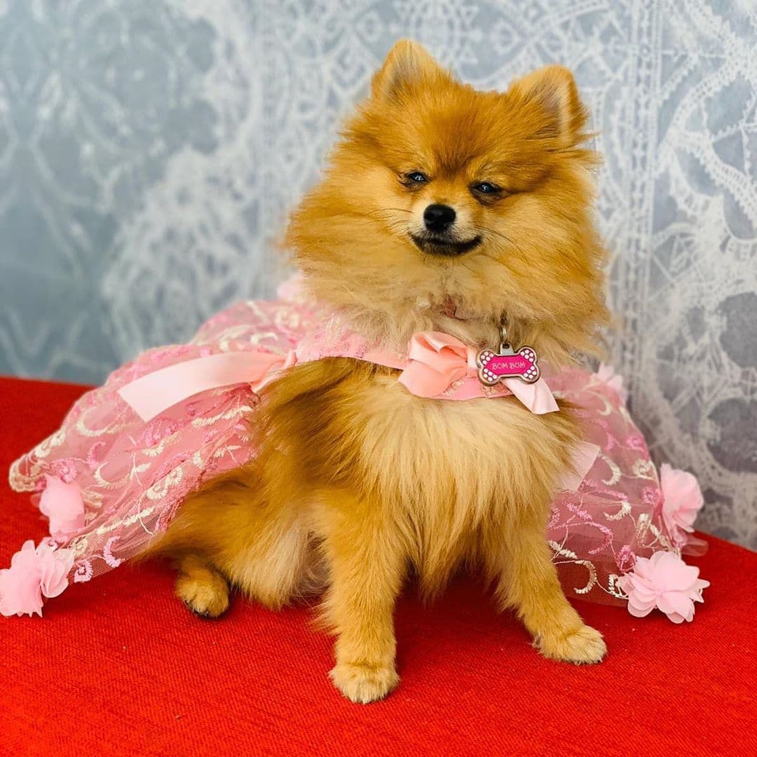 Como creemos que definitivamente no, te la mostramos con estos dos bellos atuendos en sus versiones rosa y azul. Son de Boshoun Beau Chien.