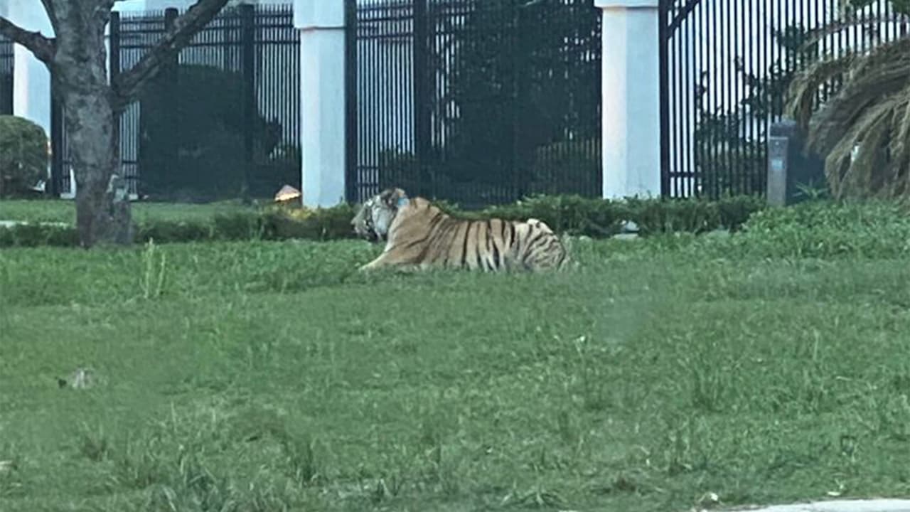 El dueño del animal lo metió a la casa y luego se lo llevó en una Jepp Cherokee blanca.