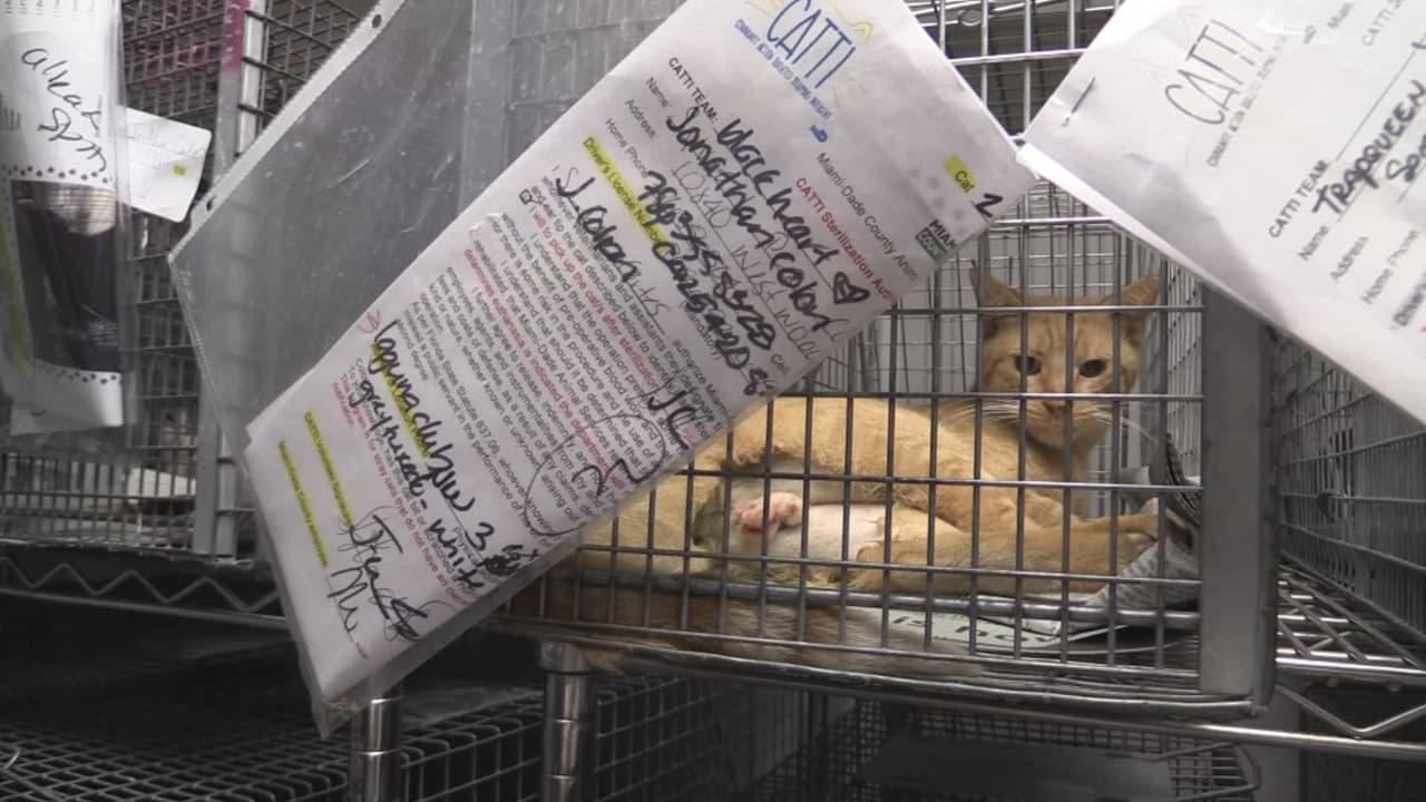 La iniciativa, llevada a cabo por el Departamento de Servicios de Animales de Miami-Dade, consiste en que las personas reciban $15 por cada gato callejero que atrapen y lleven a la sede del departamento, para esterilizarlos y vacunarlos contra la rabia.