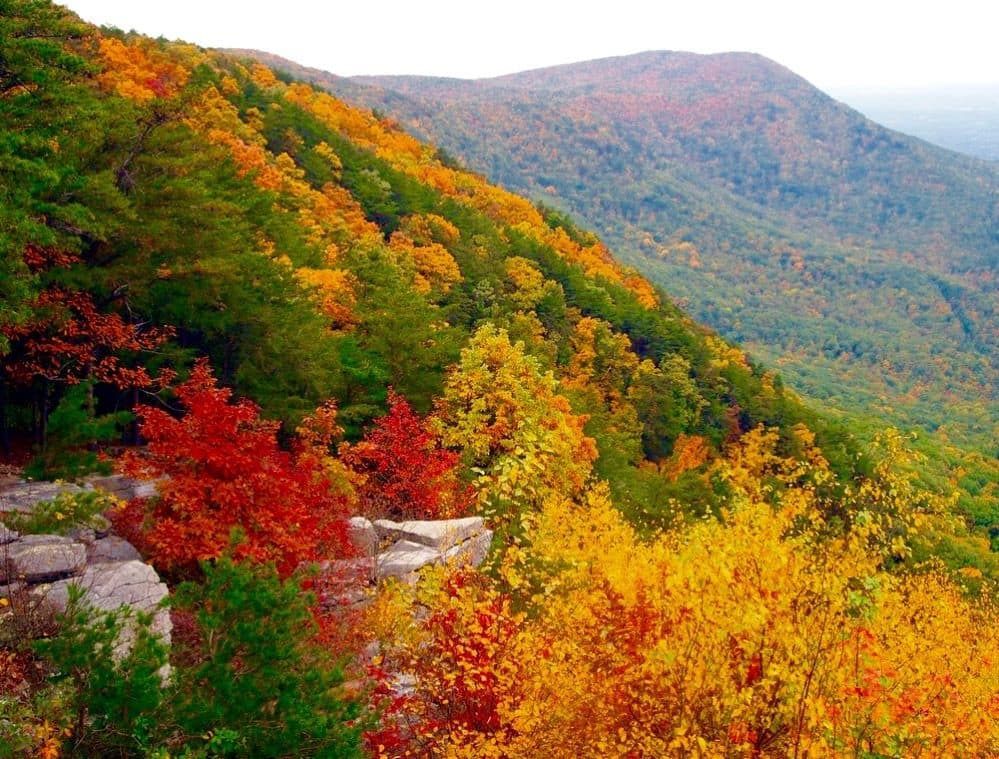 <b>Relacionado</b>: Conoce 
<b><a href="https://www.univision.com/local/atlanta-wuvg/mejores-fechas-ver-follaje-otono-georgia-fotos" target="_blank">las mejores fechas</a></b> para ver el follaje de otoño en Georgia