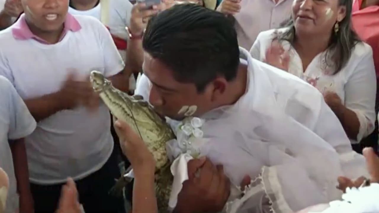 Alcalde mexicano se casa con un caimán en una boda insólita: "Vamos a hacer buena mancuerna"