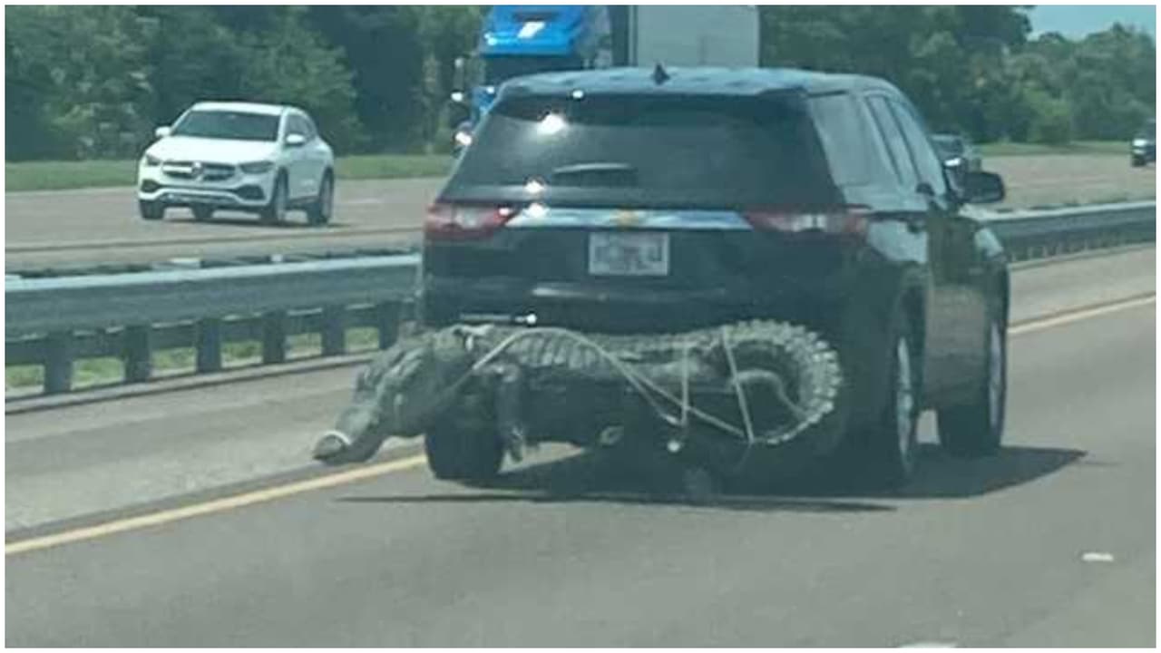 Captan a un enorme caimán atado a una camioneta en una autopista de Orlando