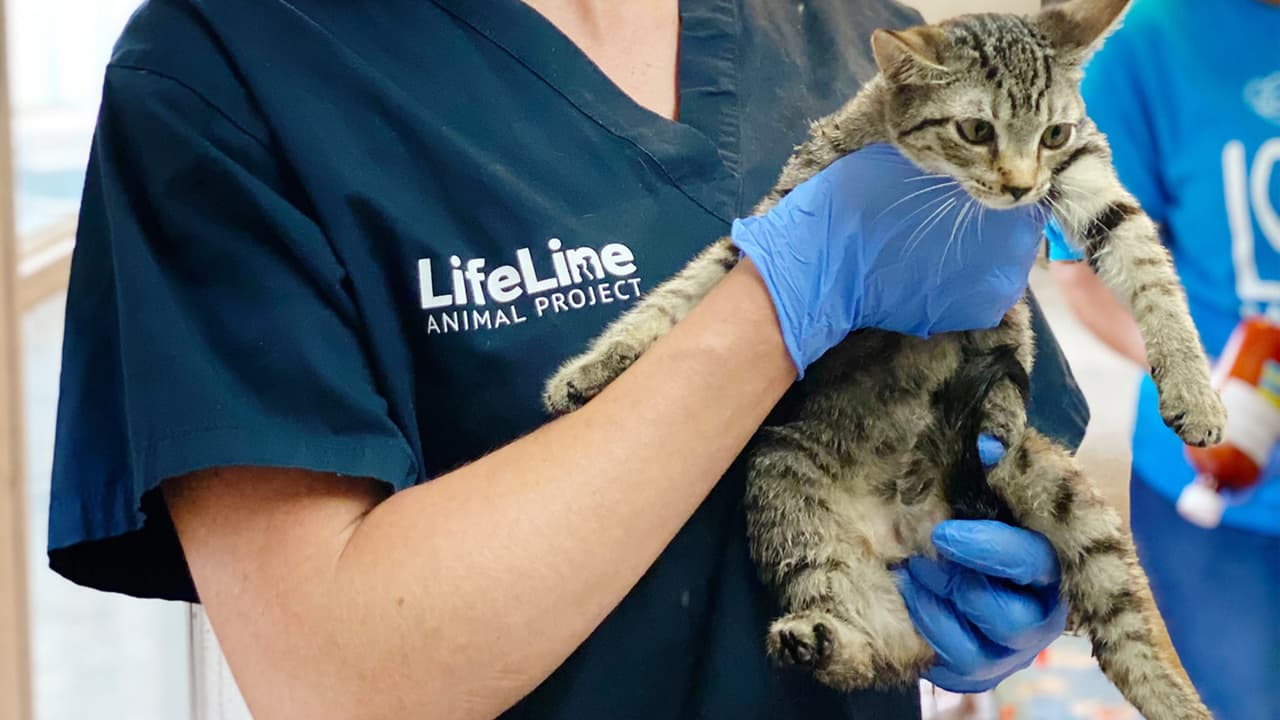 Los veterinarios de Lifeline evaluaron y trataron a los gatos con infecciones respiratorias y oculares.