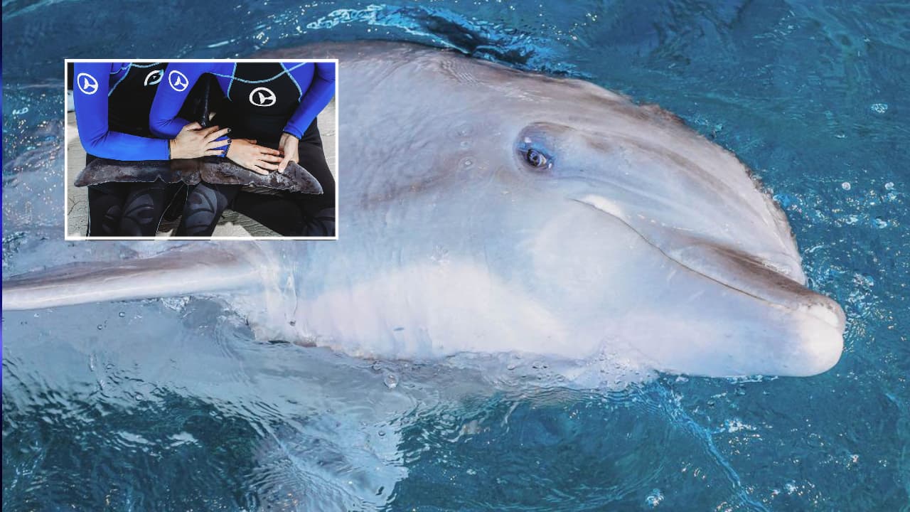 Murió Hemingway, un delfín del Acuario Marino de Clearwater