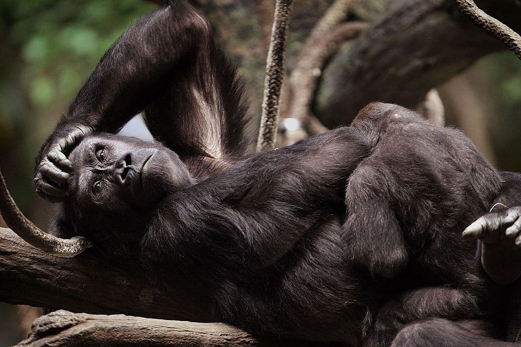 Aún vive la gorila que rescató a un niño hace 20 años en el zoológico de Chicago