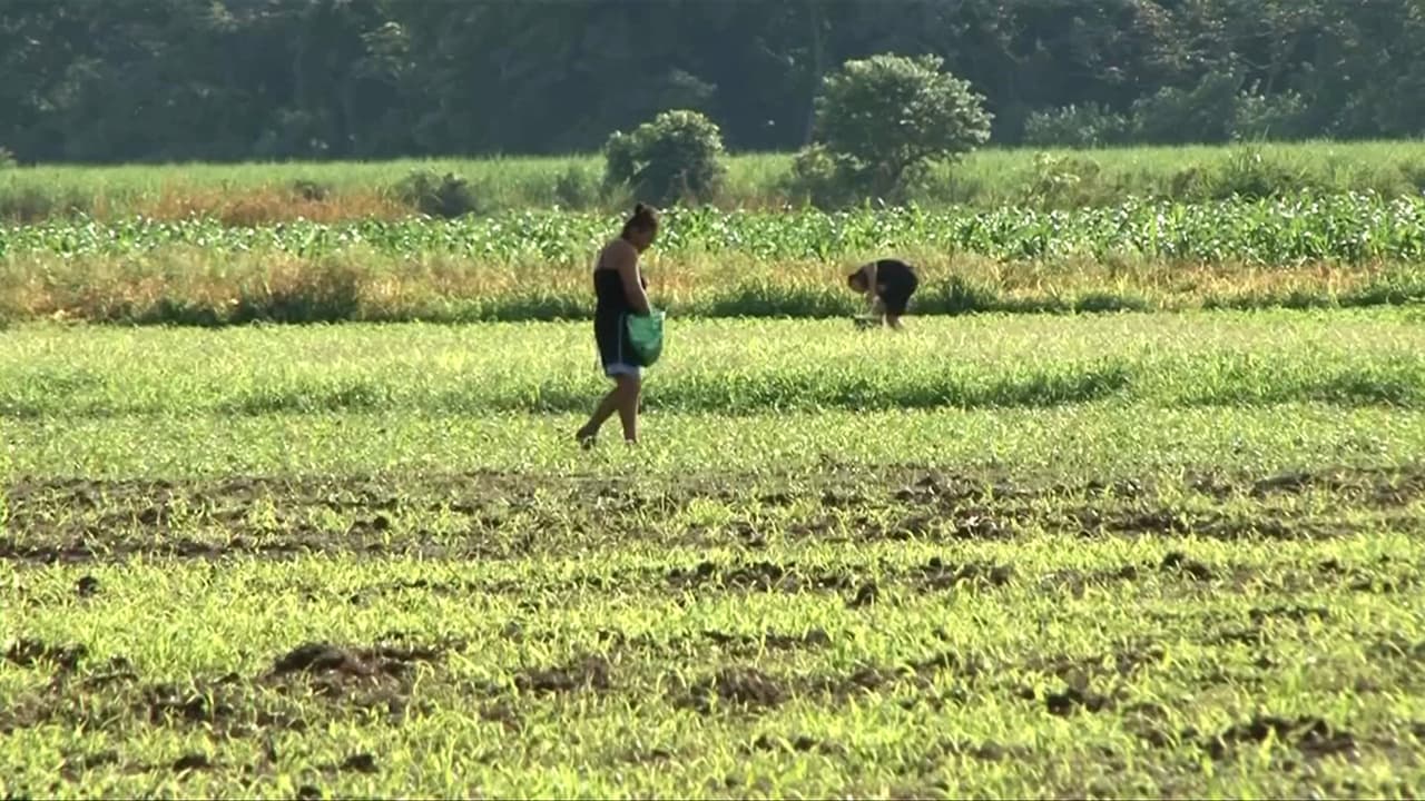 Cientos de mujeres asumen trabajos agrícolas en El Salvador ante el vacío económico dejado por arrestos