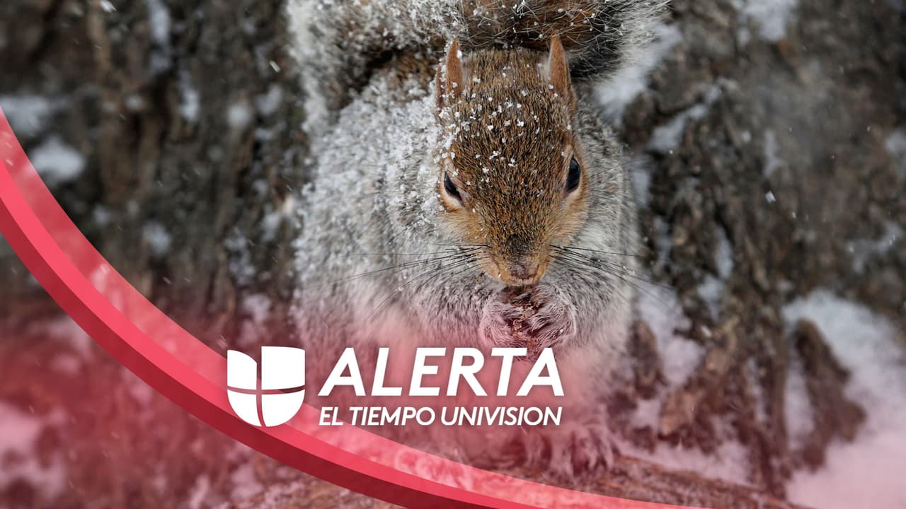 Una tormenta invernal pasa por el área metropolitana de Washington la tarde de este jueves; en algunas zonas hay presencia de lluvia intensa y al oeste de la región hay presencia de nieve. Los invitamos a estar al pendiente de la información actualizada en nuestra sección El Tiempo, incluidas las alertas por condado.