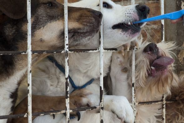 El abandono de animales, especialmente perros, alcanza tal nivel que motivó que se multipliquen iniciativas privadas para atenderlos como el refugio Centro de Adopcion de Rescate Animal, que funciona en el sector de Cuatitlán Izcalli de en la zona metropolitana de la capital mexicana de más de 20 millones de habitantes.
