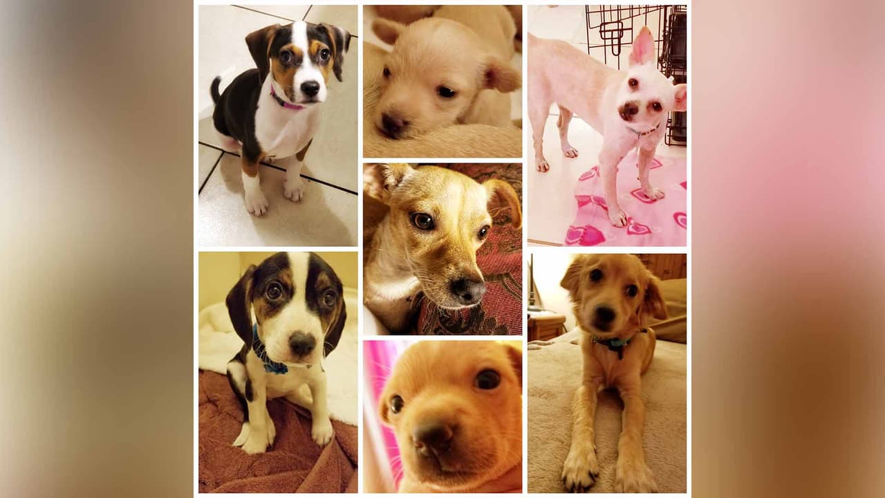 Lynda Jo Martinez-Marines - "Rescatadas de HCAS…todas estaban a punto de ser sacrificadas. La del centro, a la semana de tenerla tuvo las dos perritas, las cuide 2 a 3 semanas, viajaron a Minnesota con grupo de rescate Ruff Start, donde ya tenian familias adoptivas esperandolas".