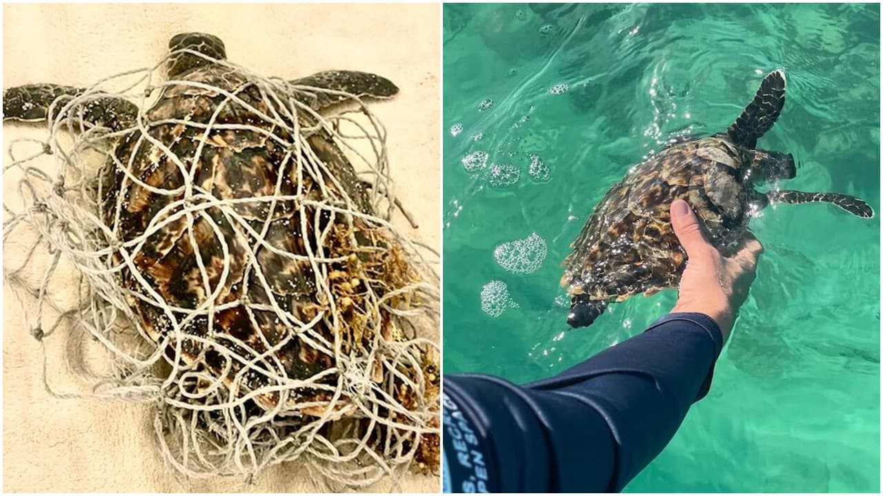 Rehabilitan una tortuga marina y regresa a su hábitat en menos de un mes
