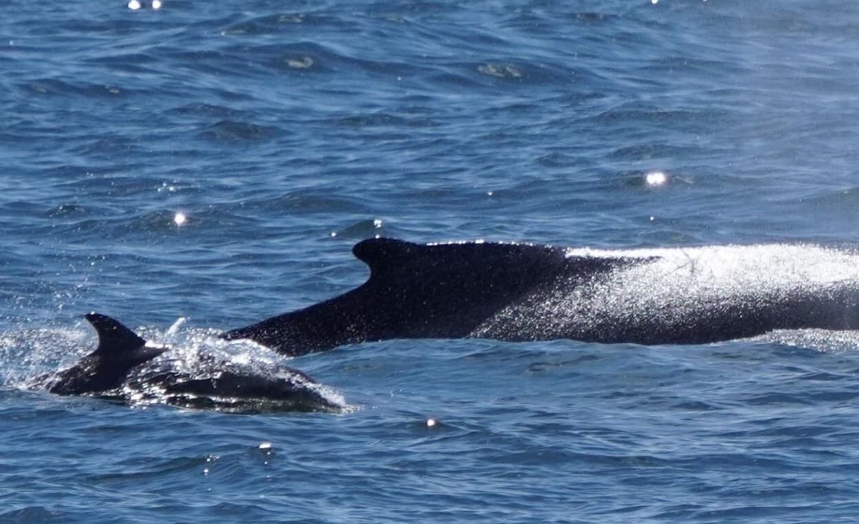 Hace unas semanas, un nuevo avistamiento de un tiburón provocó el cierre de una popular playa de Nueva York. 
<br>