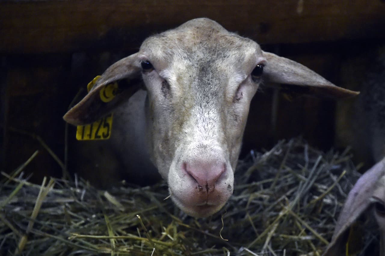Bestialidad: ¡Tema tabú y crimen impensable!
