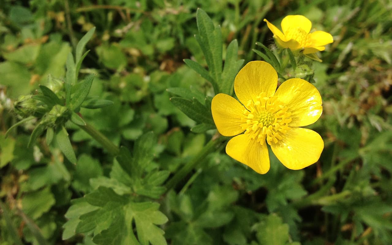 Junto con las Bluebonnets —flor oficial de Texas , en los bosques, autopistas, praderas, senderos y playas texanas se puede apreciar una variada gama de flores silvestres de todos los colores, tamaños y formas durante la primavera