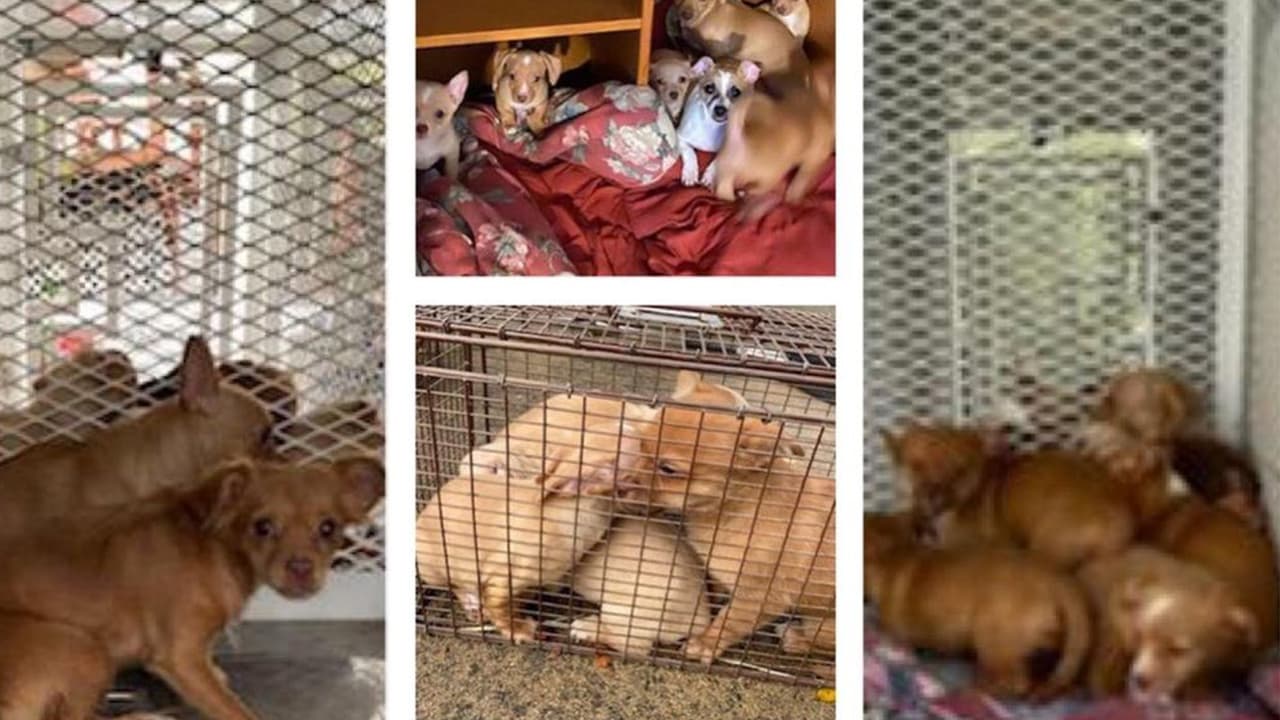Encuentran 18 cachorros en una casa abandonada en Granite Bay