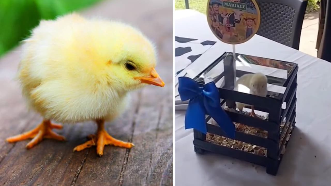 Regalan pollitos vivos como “centros de mesa” en fiestas: ¿tierna moda o crueldad animal? 