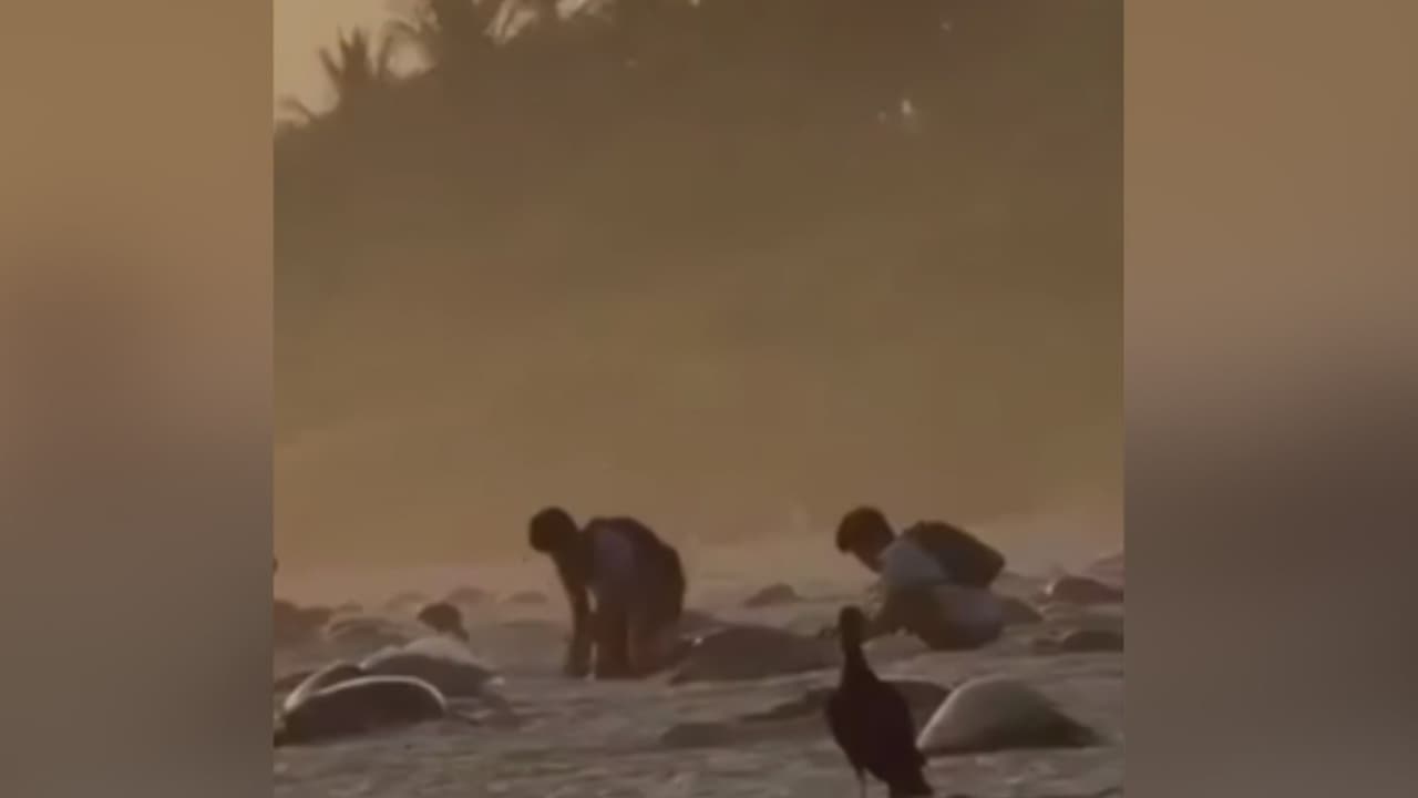 Saqueo de huevos de tortuga en Oaxaca México, desata indignación y activa investigación