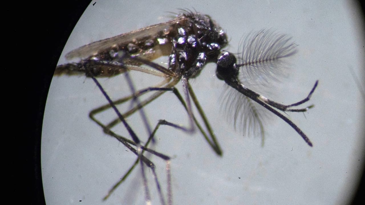 Conoce la nueva especie de mosquito que llegó a Bakersfield y aprende a combatirlo