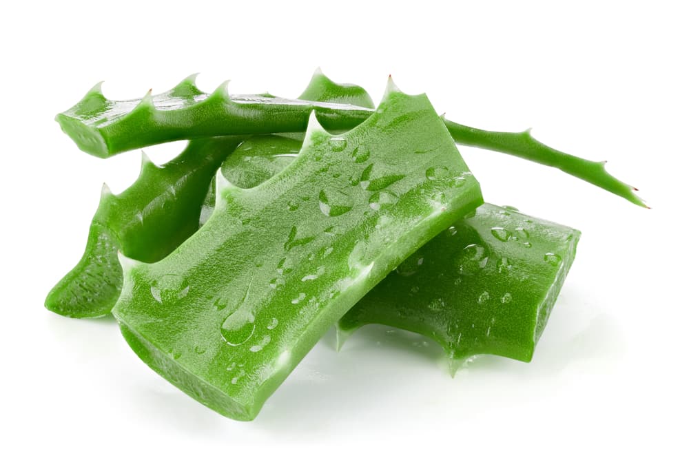 Hay quienes creen que para que no se vaya el dinero se le debe colocar un lazo verde a la planta para que de esta manera el dinero fluya ya sea en el hogar o negocio. Si lo que deseas es tener suerte en el amor, entonces coloca un lazo rojo.