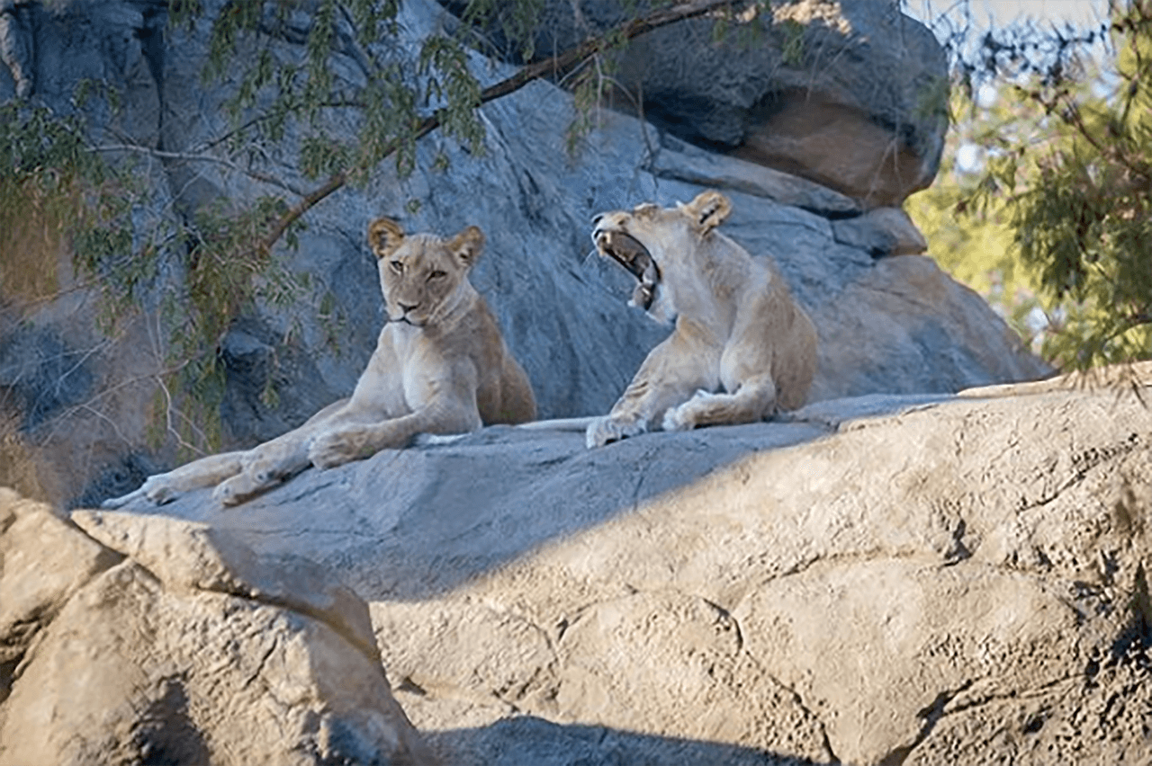 Y este bostezo pueda asustar a muchos, aunque estos felinos no están cerca de los visitantes.