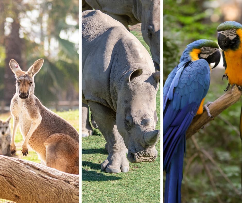 En este zoológico también se encuentran 
<b><a href="https://www.univision.com/radio/houston-kltn-fm/automovilista-mata-a-17-canguros">canguros</a>, <a href="https://www.univision.com/local/los-angeles-kmex/rinoceronte-mostro-rabia-en-la-carretera">rinocerontes</a> y <a href="https://www.univision.com/noticias/planeta/la-guacamaya-azul-que-inspiro-la-pelicula-rio-esta-extinguida-en-su-estado-silvestre">guacamayas. </a></b>