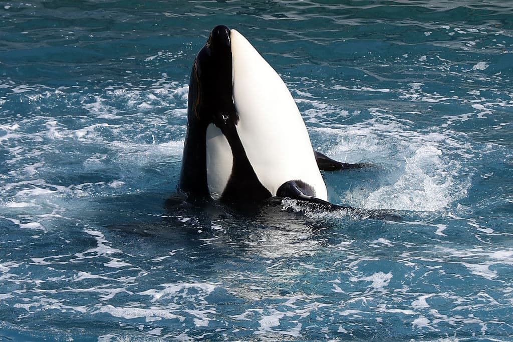 El 12 de diciembre la famosa orca Keiko, protagonista de la trilogía 'Liberen a Willy', falleció a los 27 años por un resfriado en una bahía de Noruega.