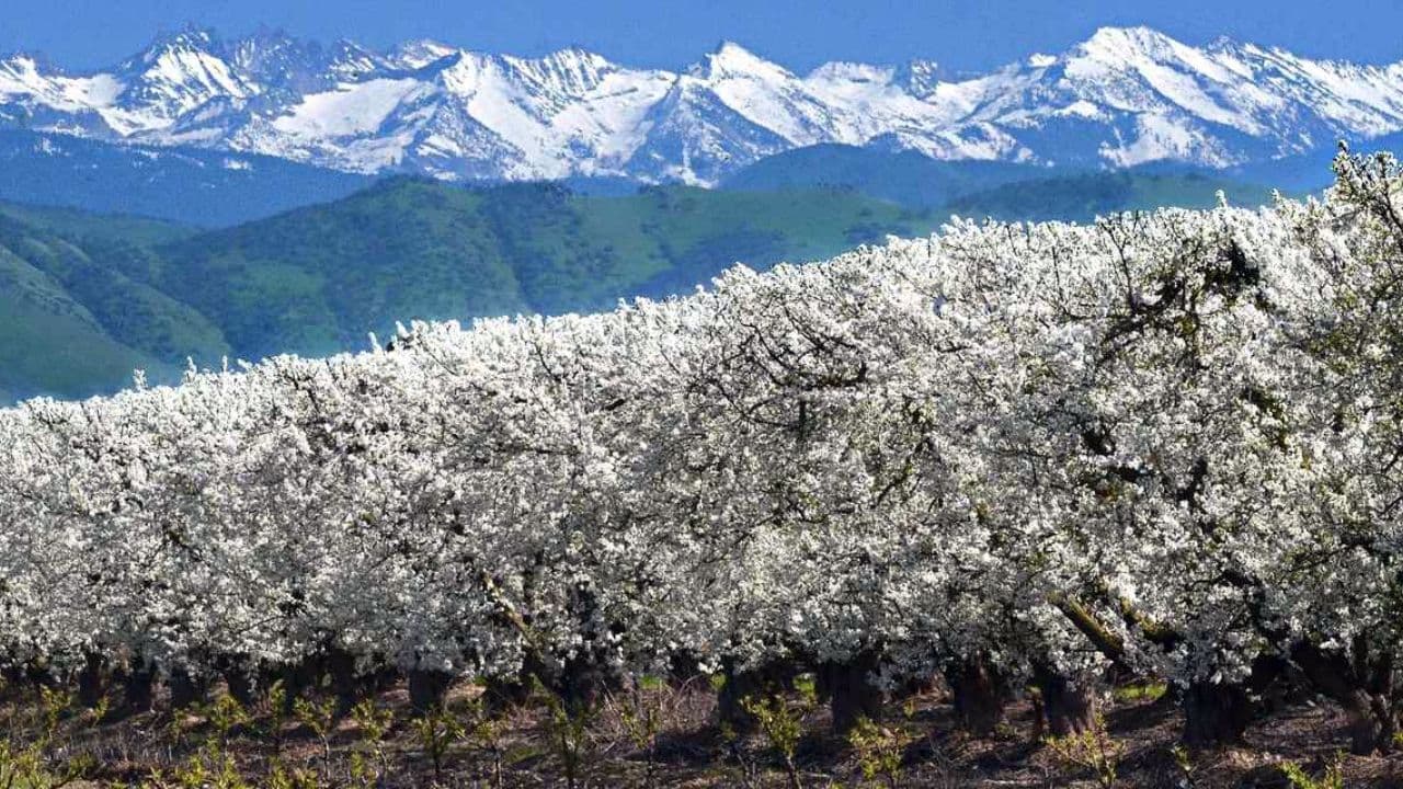 El Blossom Trail de Fresno abre el próximo viernes, una tradición que cumple 34 años