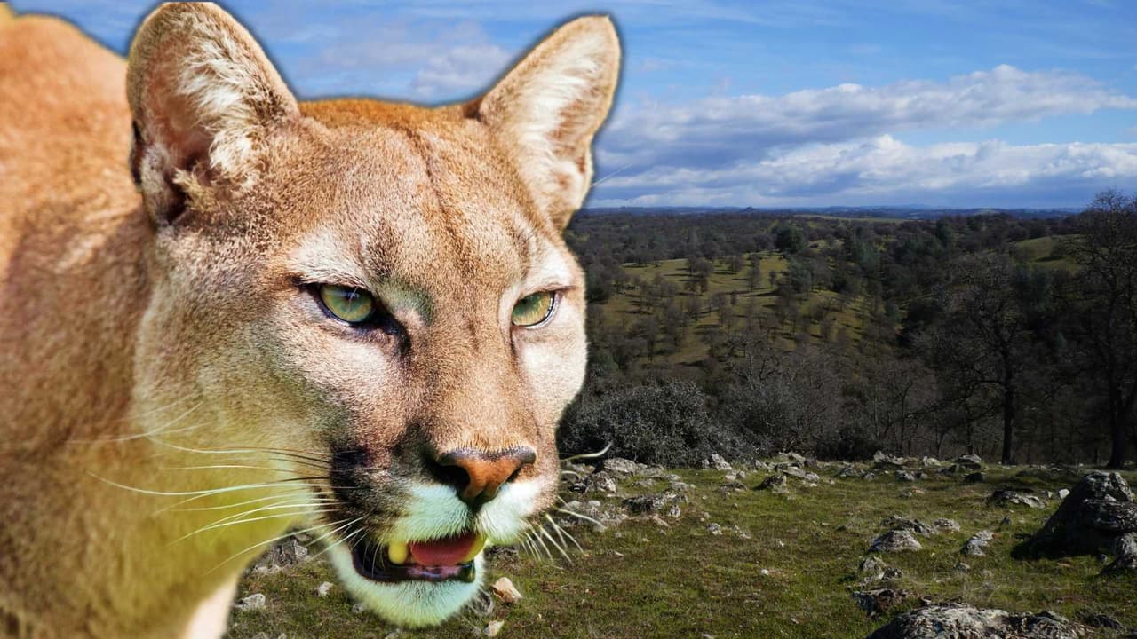 Dos hermanos fueron atacados por un puma en El Dorado, California. Un hermano murió en el lugar, mientras que el otro se recupera en el hospital tras el primer incidente mortal con un puma en el estado en 20 años.