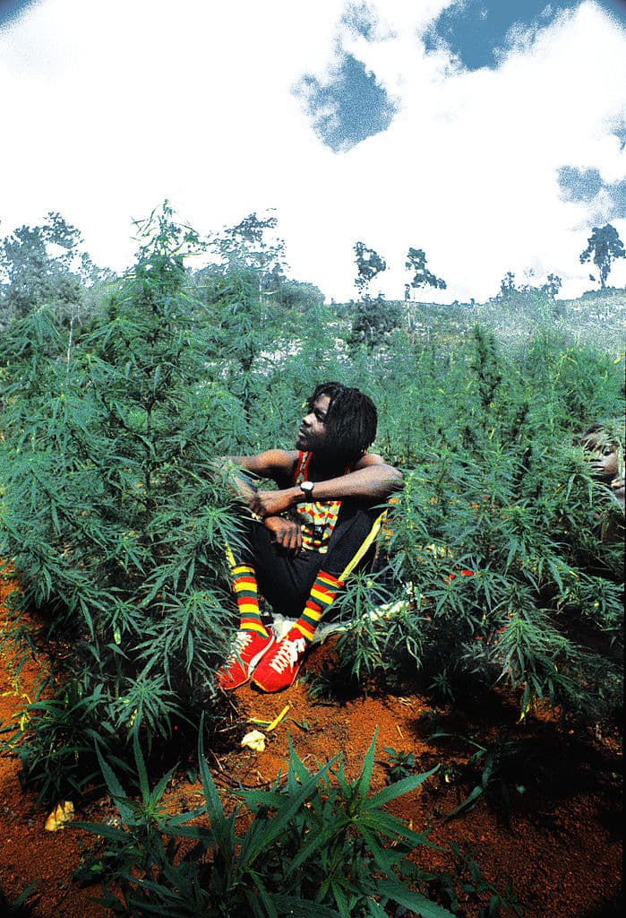 <b>Peter Tosh</b>, otro de los grandes artistas del reggae, cantó para la legalización de la marihuana en uno de los temas más conocidos: '
<b><a href="https://www.youtube.com/watch?v=ABc8ciT5QLs" target="_blank">Legalize it</a></b>'.
