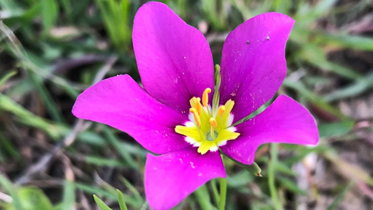 <b>Nombre común: </b>Texas Star
<br>
<b>Nombre técnico: </b>Sabatia Campestris
<br>Foto tomada en una pradera en Friendswood, Texas.