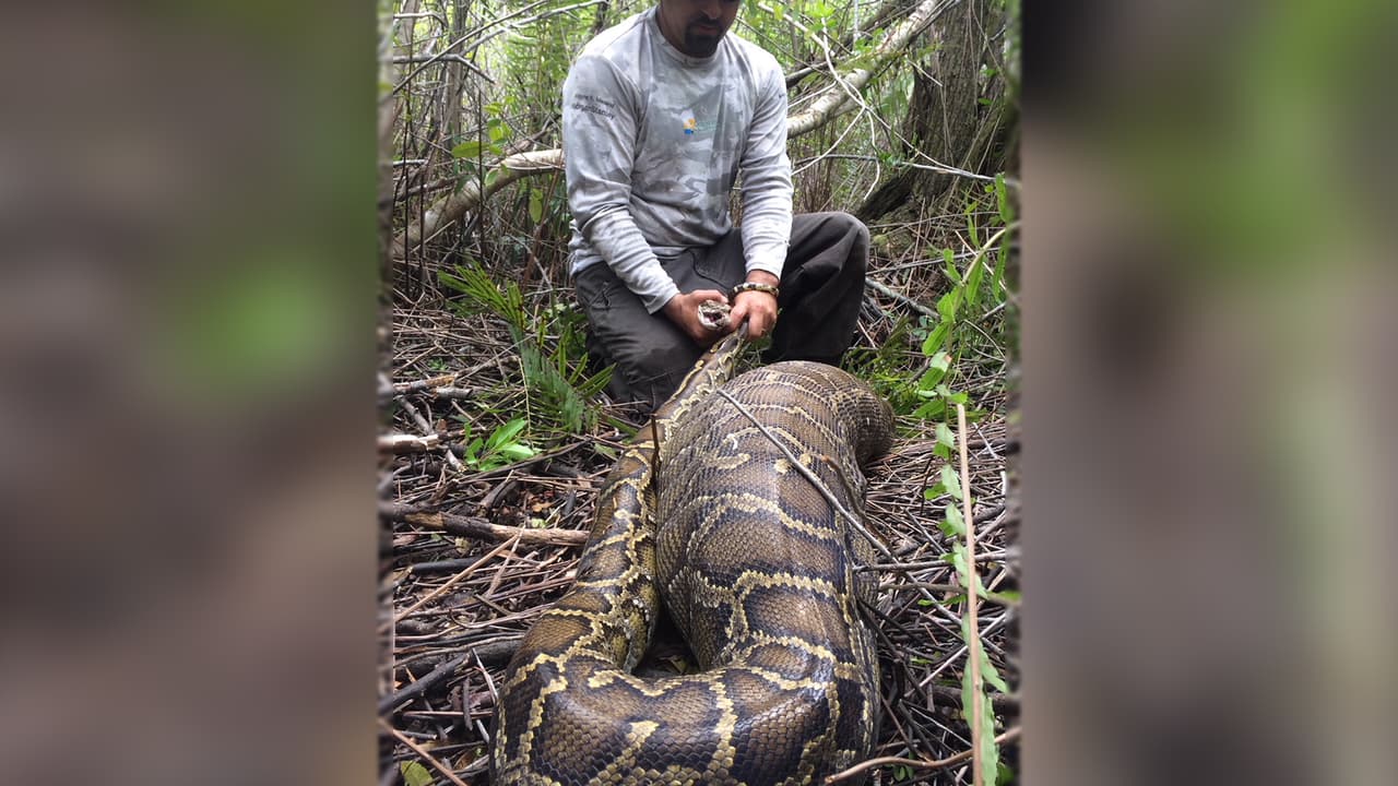 Una pitón de 23 pies de largo se traga a una mujer cerca de su jardín