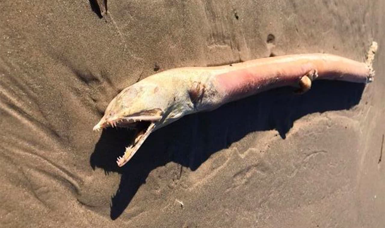 La mujer decidió compartir la foto en su Facebook y preguntar: "¿Alguien me puede decir qué es esto?".