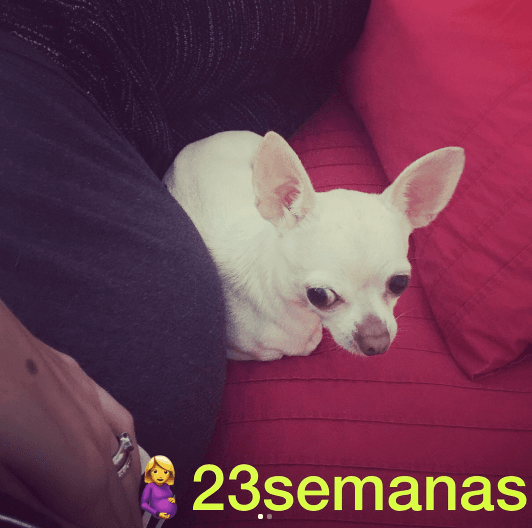 "Mi angelito, mi sombra, la que me cuida siempre. Te adoro mi pequeña Boo, gracias por tanto amor", compartió Cristy en sus redes sociales.