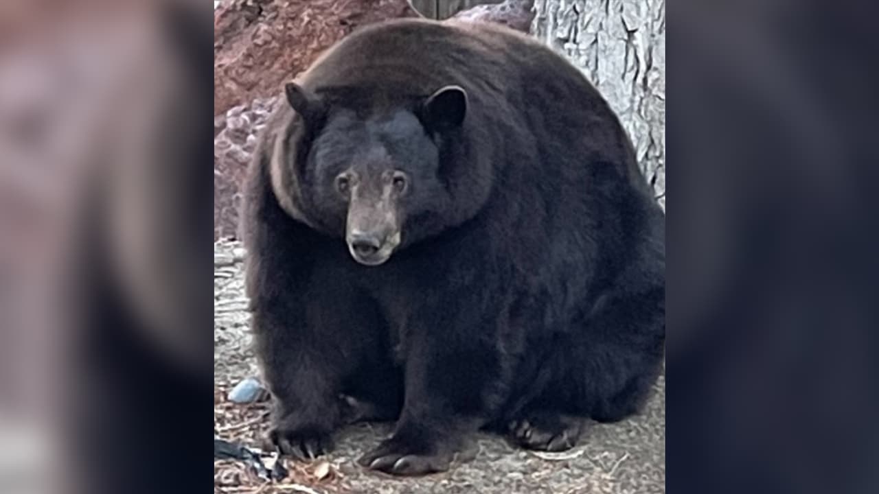 Buscan atrapar un oso de 500 libras que ha dañado decenas de casas en Lake Tahoe