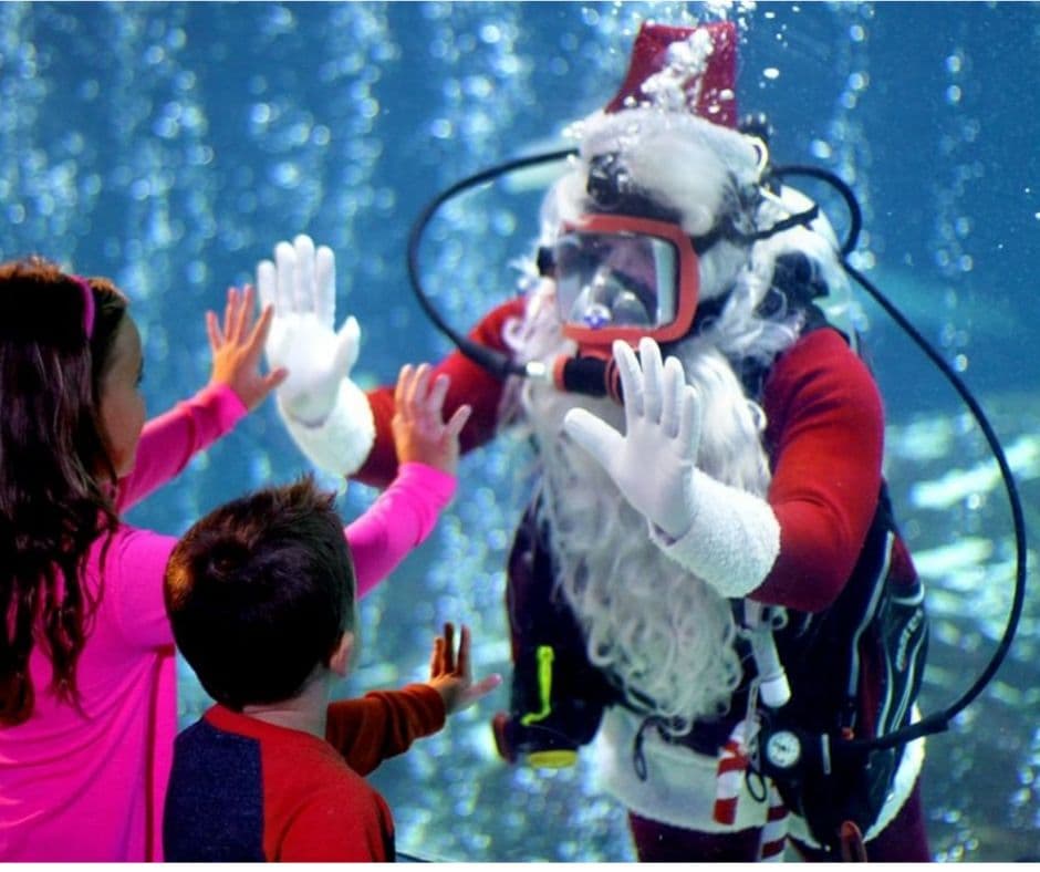 Maravíllate con las luces navideñas más submarinas de la historia en Adventure Aquarium este año, con ocho exhibiciones de árboles de Navidad subacuáticos caprichosos, incluidos los árboles de Navidad submarinos más pequeños y altos del mundo. Los visitantes tienen la oportunidad de ver a Scuba Santa y sus ayudantes "elfish" sumergiéndose bajo la superficie y celebrando la temporada, así como miles de luces centelleantes, corales de colores e iluminaciones.
<br>
<br>Dónde: Adventure Aquarium, 1 Riverside Drive, Camden, NJ
<br>