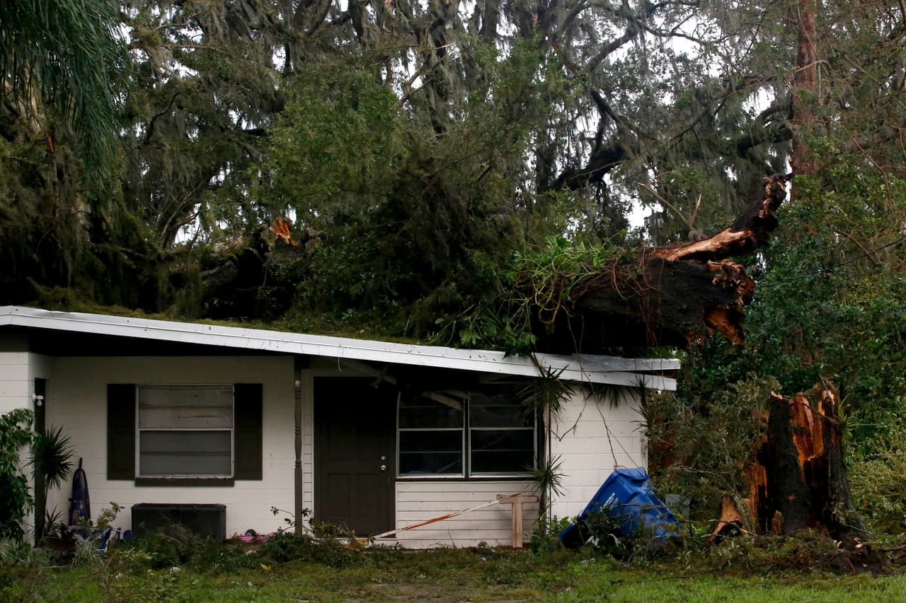 Un gran árbol roto por los fuertes vientos del huracán Irma en Fort Meade, Florida.