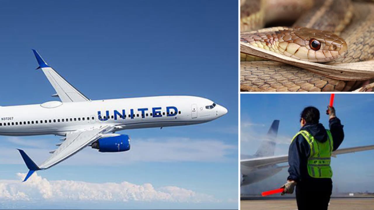 Encuentran serpiente en vuelo de United de Tampa a Nueva Jersey
