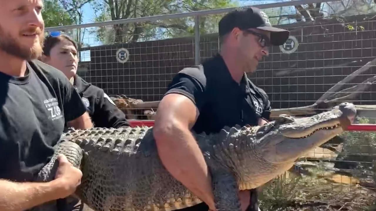 No se informó si le darán permiso a la mujer de visitar al animal en el zoológico.