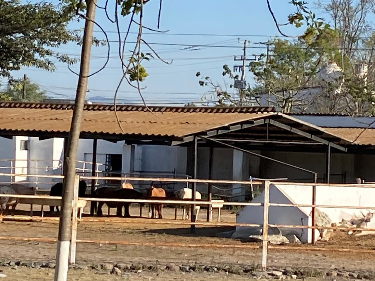 Son caballos miniatura que no miden más de 86 centímetros y tiene gran aceptación en Estados Unidos y México.