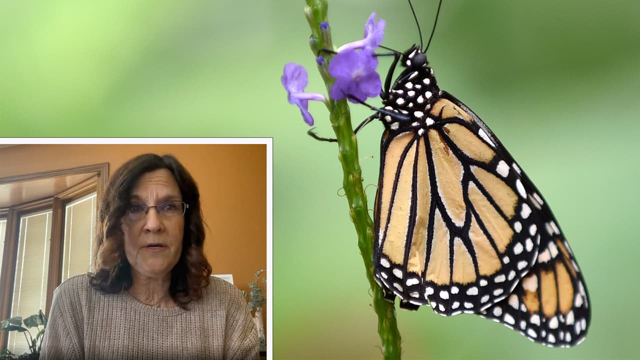 "No queremos verlas desaparecer": esta residente de Orland Park cría y libera mariposas monarca