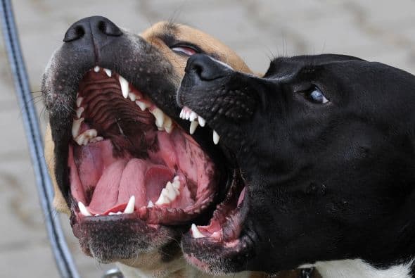 "Nunca olvidaré sus gritos": un bebé muere tras el ataque de una pareja de perros