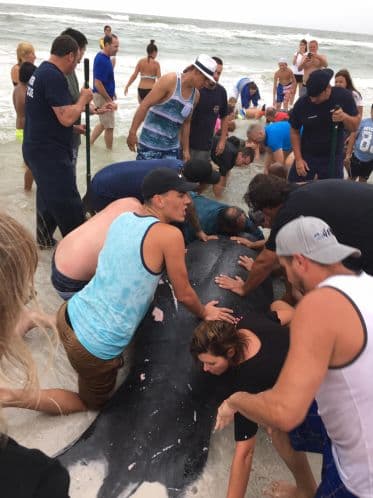 Un grupo de manatíes que se despistaron esta semana acabaron varados en una playa de Clearwater, en la costa oeste de Florida.