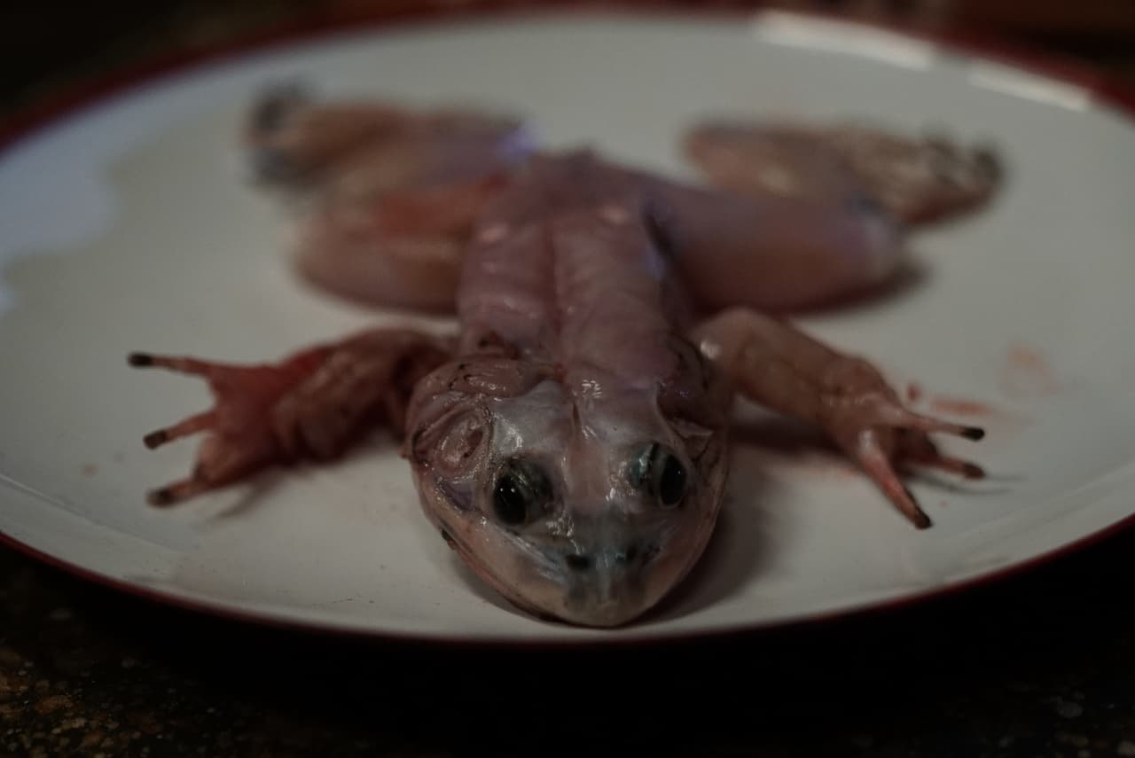 ¿Qué tal la rana cocida sin piel?