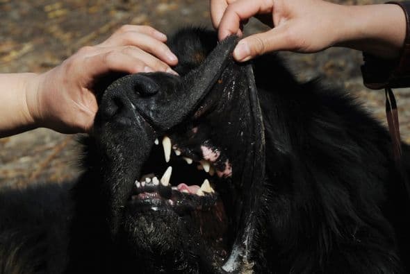 Dada su herencia protectora es algo desconfiado con los extraños y tiene un ladrido que asustaría a cualquiera, es importante que su dueño sea capaz de mostrarle límites.